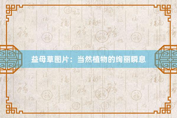 益母草图片：当然植物的绚丽瞬息